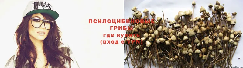 продажа наркотиков  Зима  Галлюциногенные грибы Psilocybe 