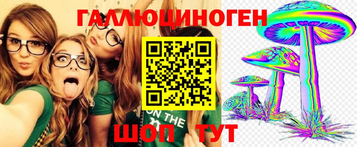 где найти   Зима  Псилоцибиновые грибы Psilocybe 